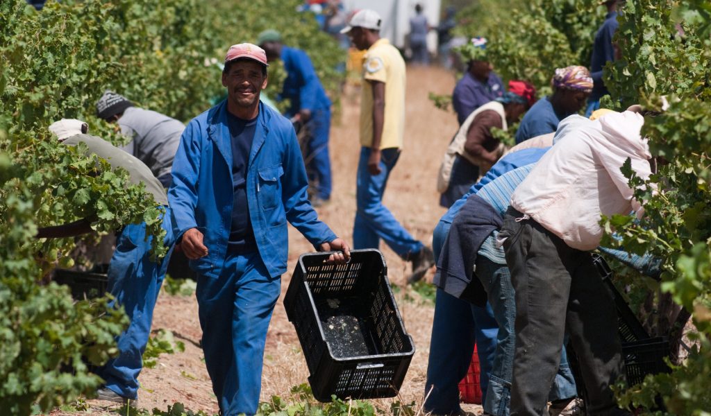 STELLENBOSCH - FEB 17: black man picks grapes during the harvest season on 17 february 2010 in stellenbosch, south africa.
