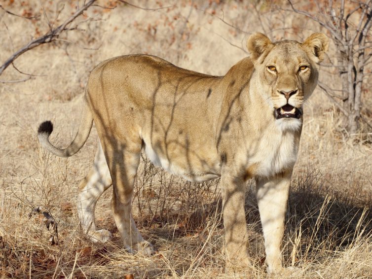 Forum Südliches Afrika, 21. November 2019: Souveränitätsverlust