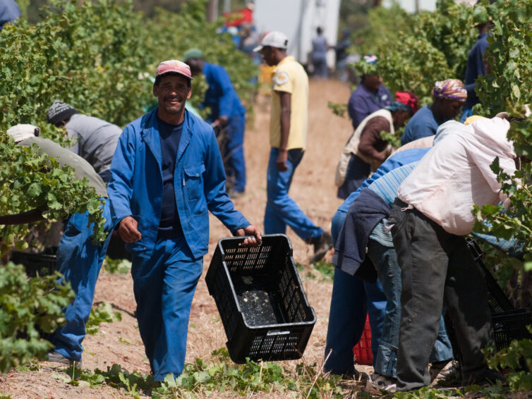 21. Juni 2022: Seminar Weinbau & -handel in/mit Südafrika