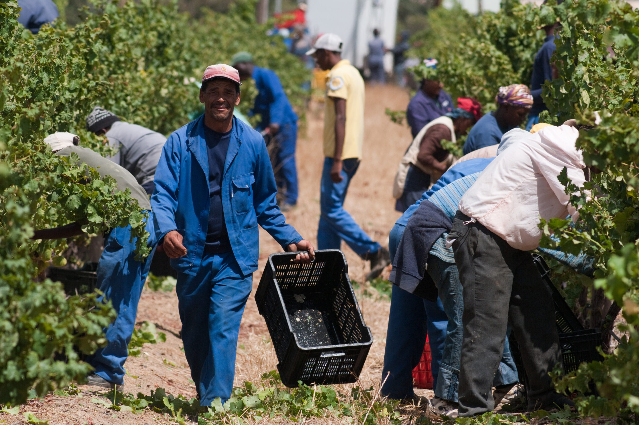 STELLENBOSCH - FEB 17: black man picks grapes during the harvest season on 17 february 2010 in stellenbosch, south africa.