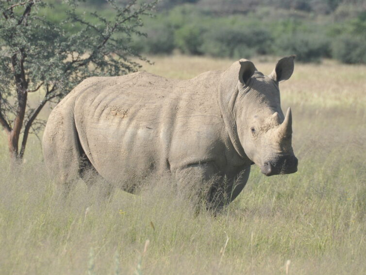 Forum Südliches Afrika, 16. Oktober 2025: Bedrohte Riesen